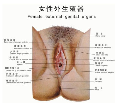 用感官探秘女人下半身私密處健康