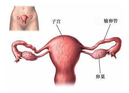 科普圖解:處女膜在陰道什麼位置