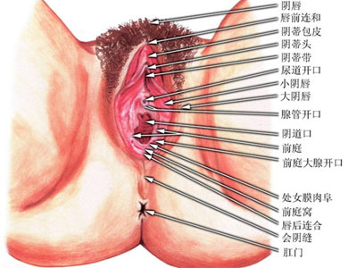 最強陰道!女性私密處驚人數據全曝光
