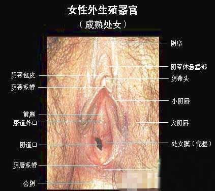 兩性