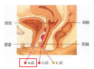 看圖:比G點更刺激的A點U點在哪