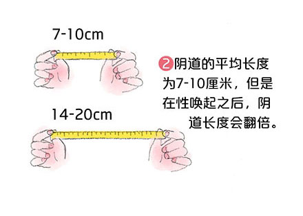 陰道長啥樣?看完這幾張圖就瞭解!