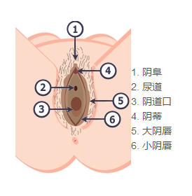 圖解:女性外陰到底是個啥樣?
