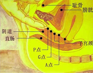 A點G點U點,女人性高潮閥門在哪
