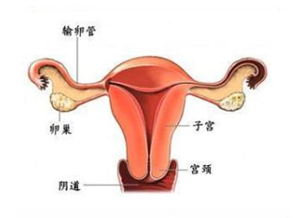 科普圖解:處女膜在陰道什麼位置