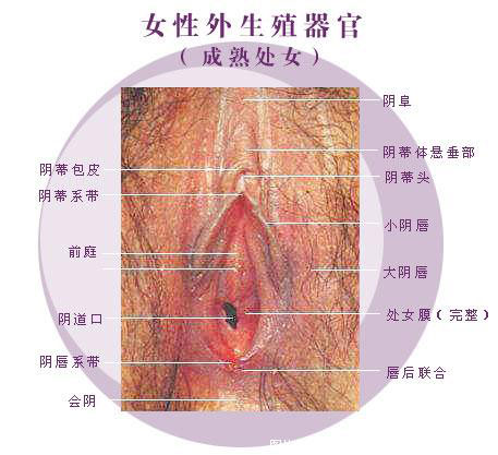 圖解:成熟處女的陰道高清構造