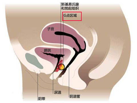 看圖:比G點更刺激的A點U點在哪