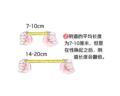 套圖:陰道有多長,能容納多大丁丁