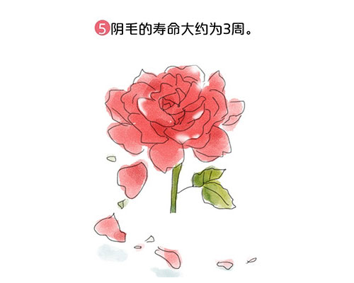 套圖:陰道有多長,能容納多大丁丁